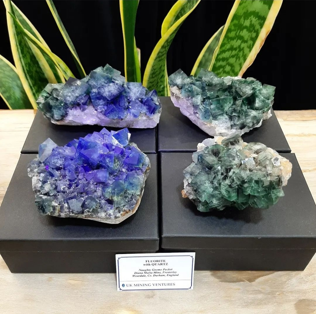 Daglicht Fluoriet Engeland