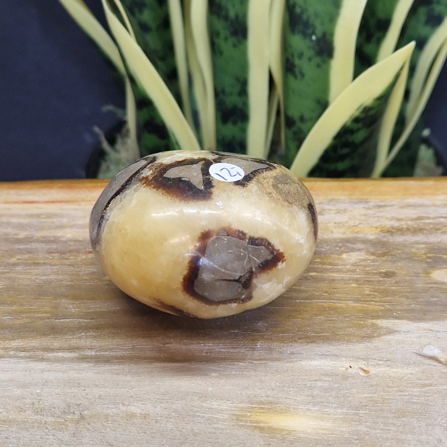 Septarie handsteen met mooie gele strepen