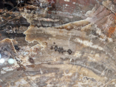 Zeldzame Versteend ohne Tafel aus Arizona