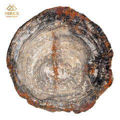 Zeldzame Versteend ohne Tafel aus Arizona