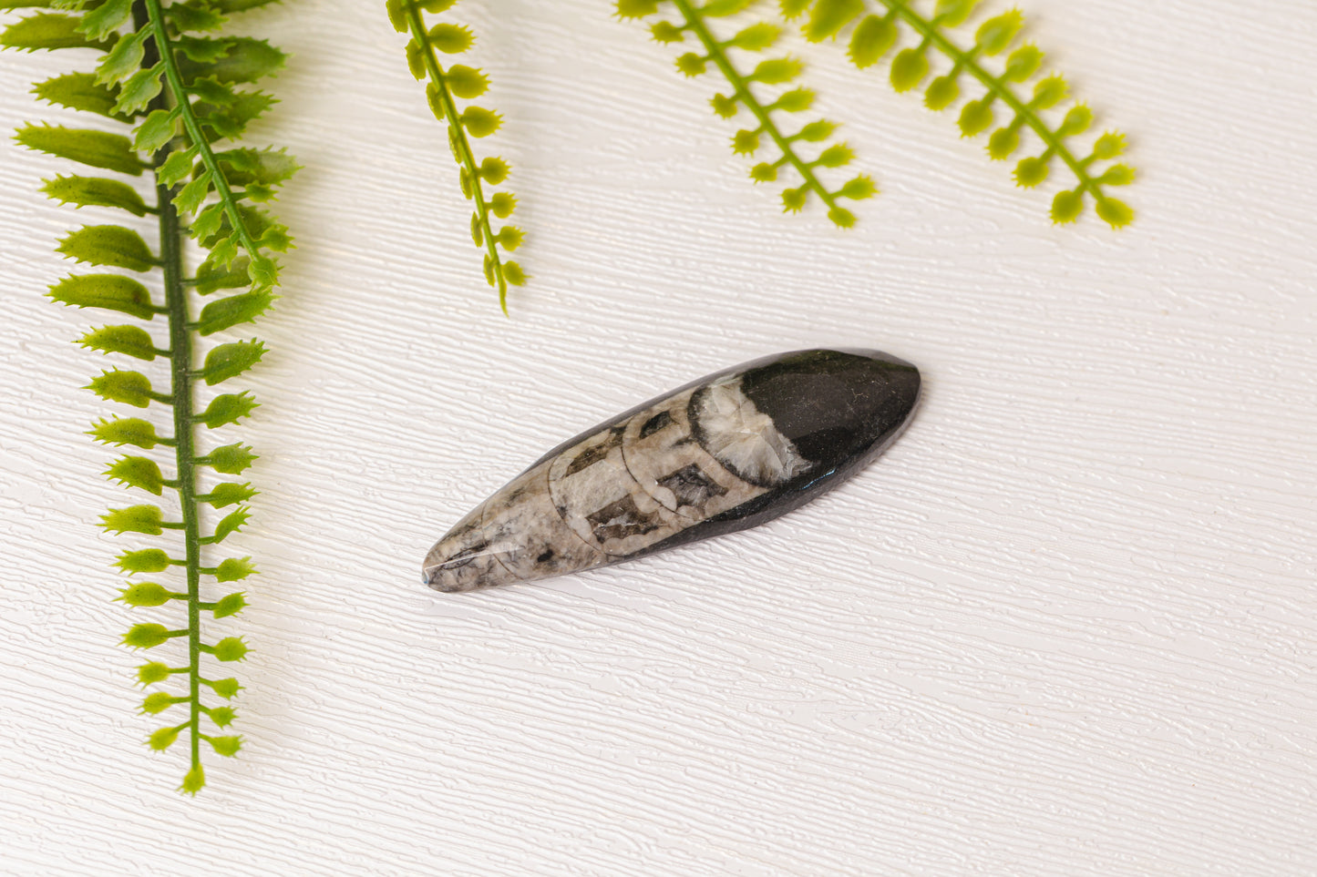 Orthoceras klein