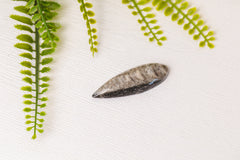 Orthoceras klein