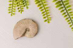 Geopaliseerde ammoniet - klein