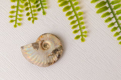 Geopaliseerde ammoniet - klein