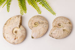 Geopaliseerde ammoniet groot