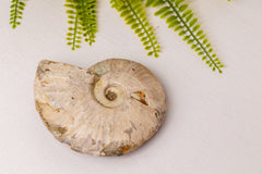 Geopaliseerde ammoniet groot