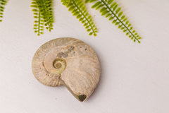 Geopaliseerde ammoniet groot