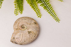 Geopaliseerde ammoniet groot