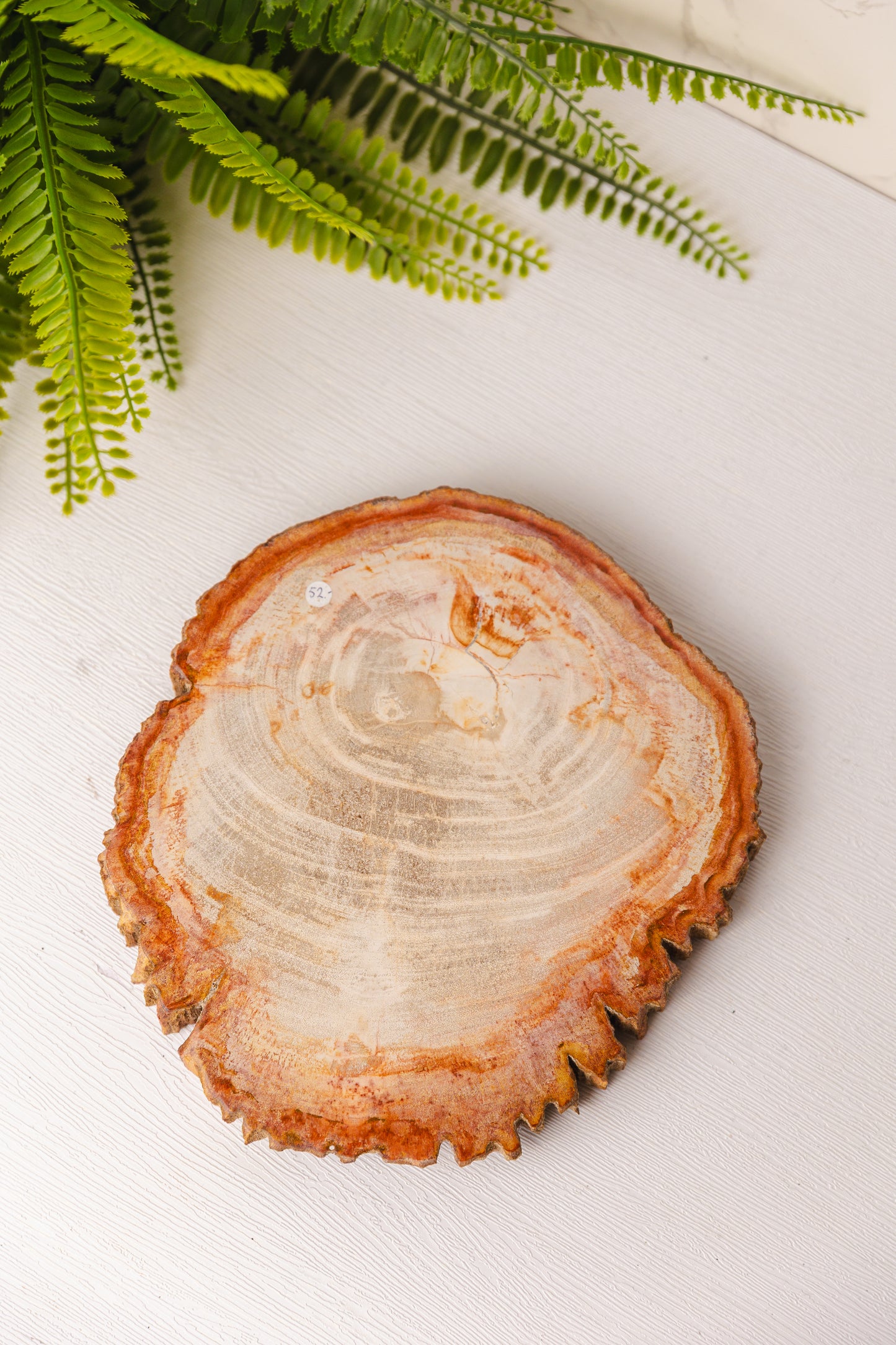 Versteend hout plak