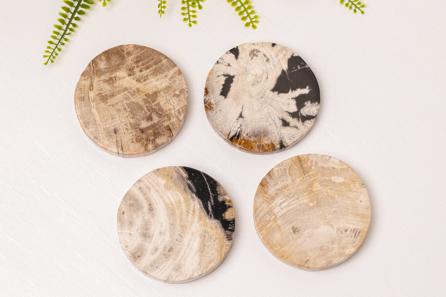 Versteend hout onderzetter