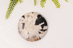 Versteend hout onderzetter