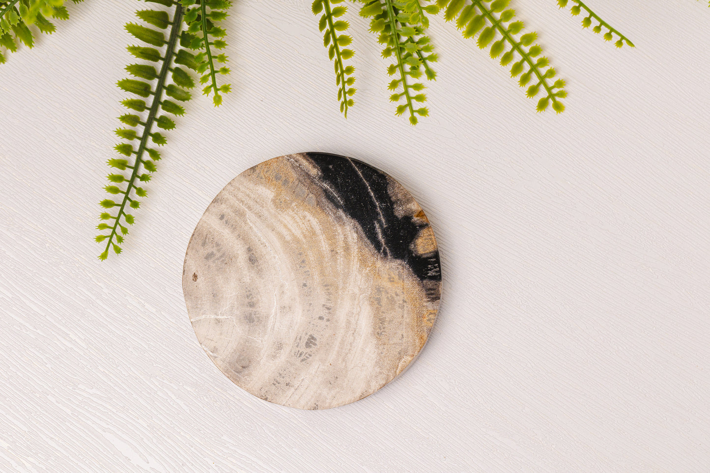 Versteend hout onderzetter