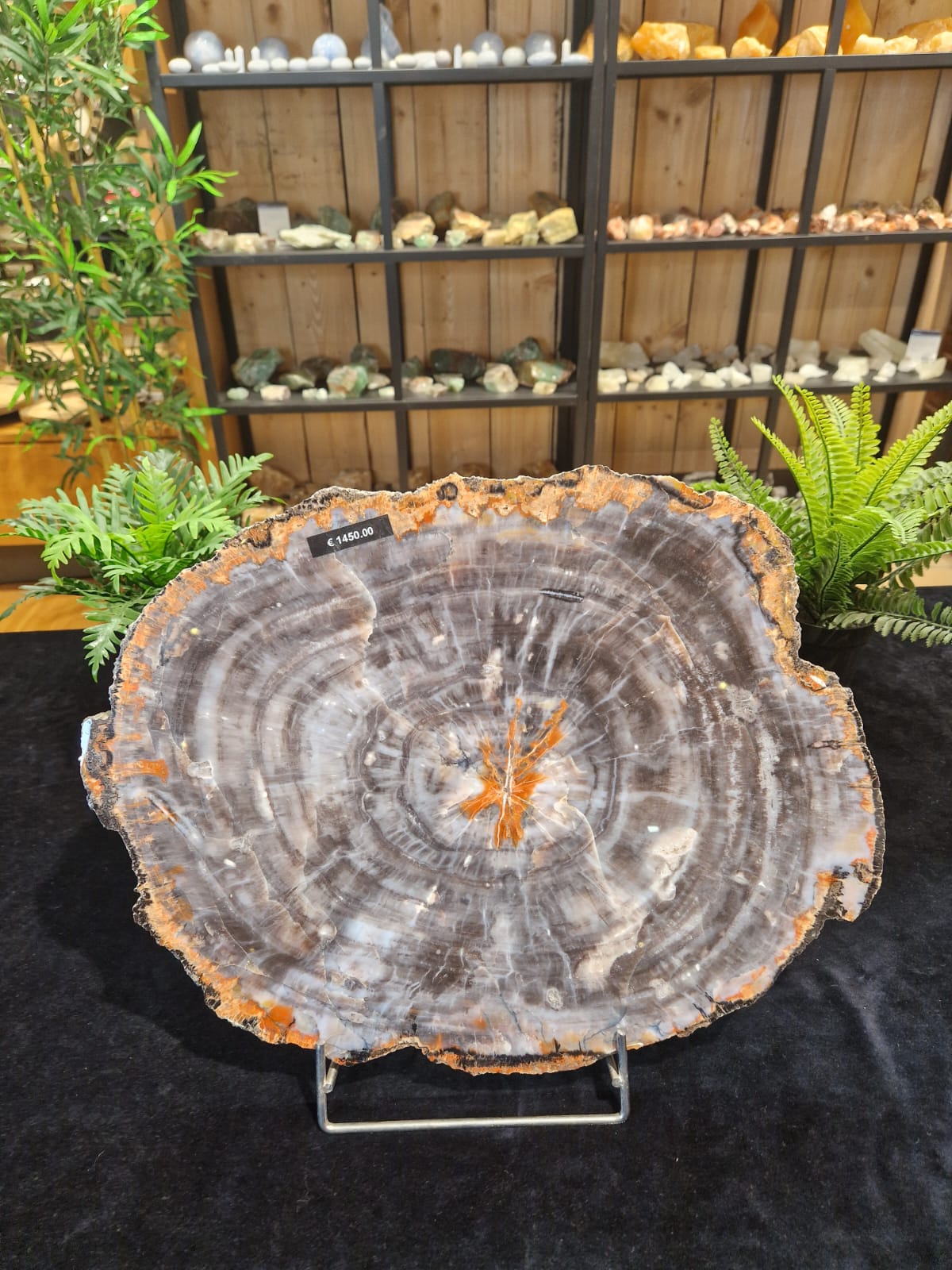 Versteend hout uit Arizona