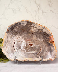 Versteend hout plak nummer 2