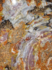 Zeldzame Versteend ohne Aufenthalt in Arizona