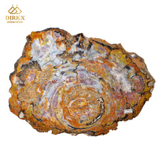 Zeldzame Versteend ohne Aufenthalt in Arizona