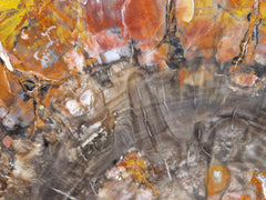 Zeldzame Versteend ohne Aufenthalt in Arizona