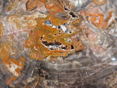 Zeldzame Versteend ohne Aufenthalt in Arizona