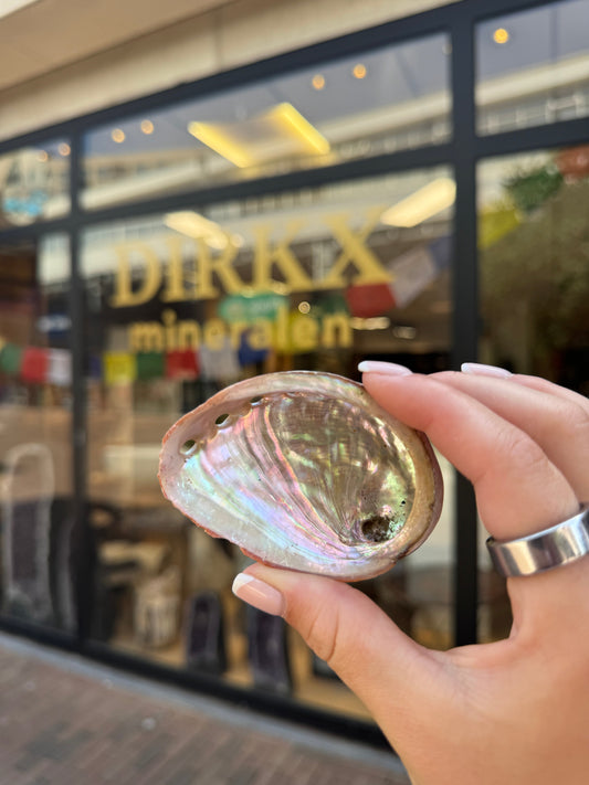 GRATIS Abaloneschelp!