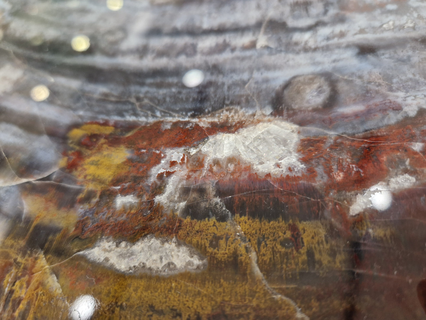 Zeldzame Versteend hout tafel uit Arizona