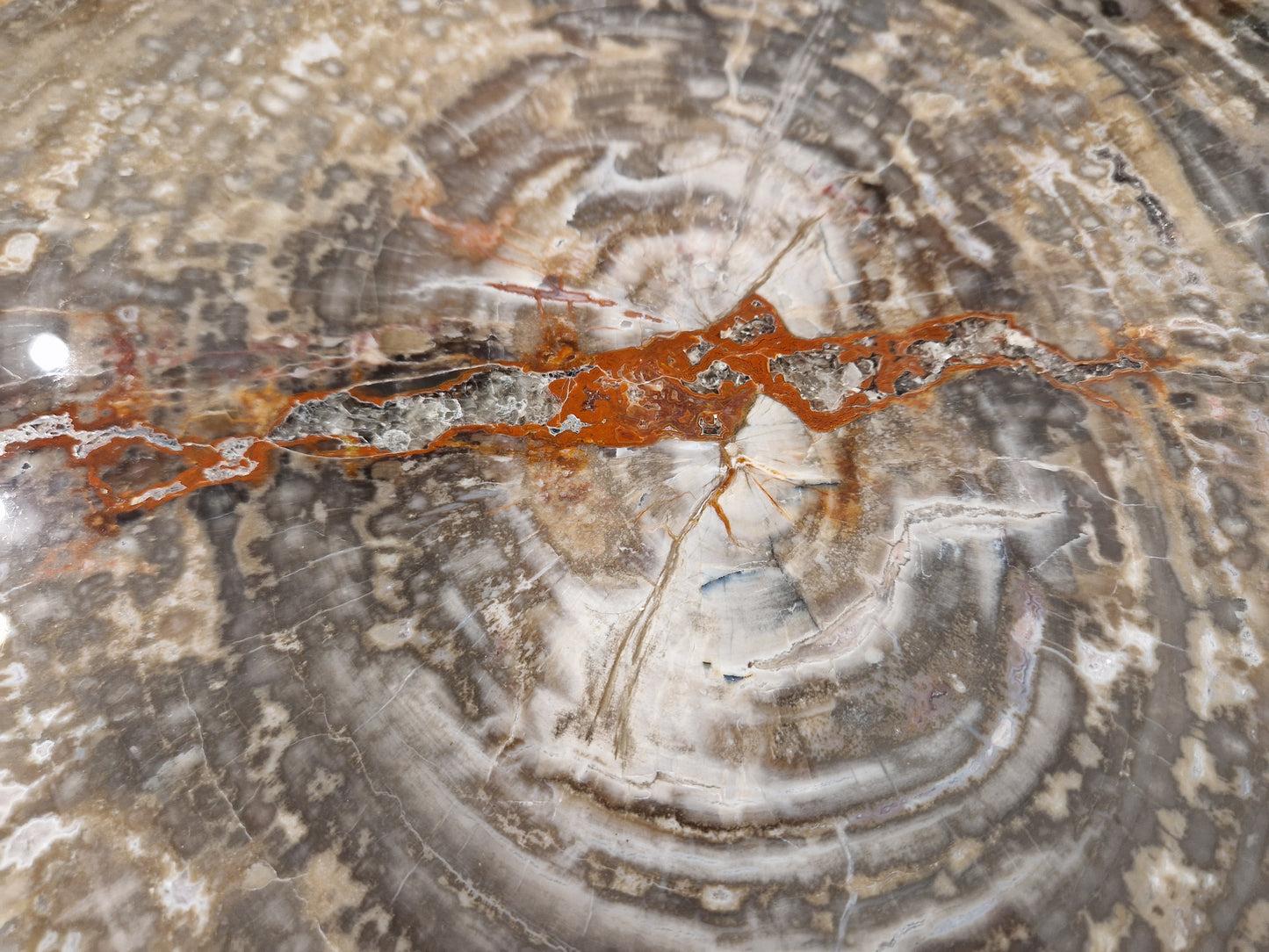 Zeldzame Versteend hout tafel uit Arizona