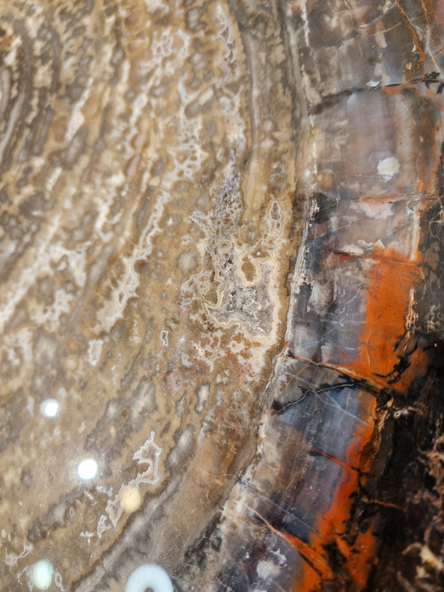 Zeldzame Versteend hout tafel uit Arizona