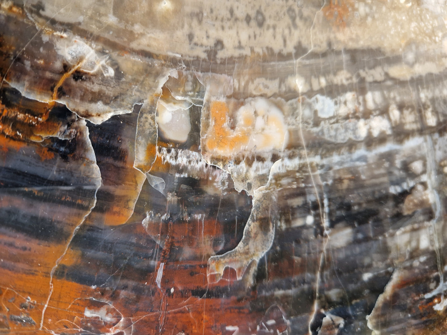 Zeldzame Versteend hout tafel uit Arizona