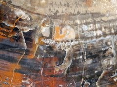 Zeldzame Versteend ohne Tafel aus Arizona