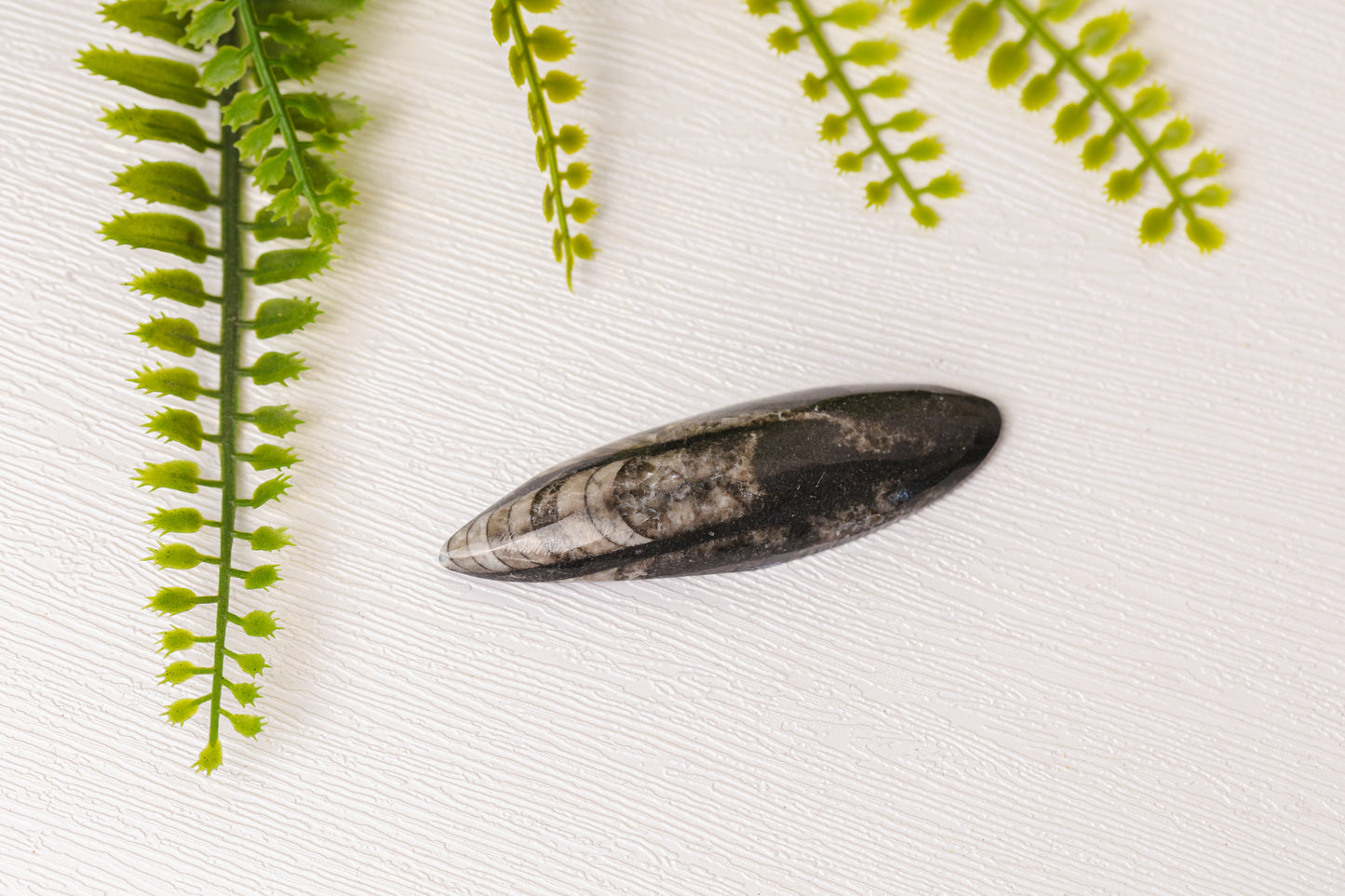 Orthoceras klein