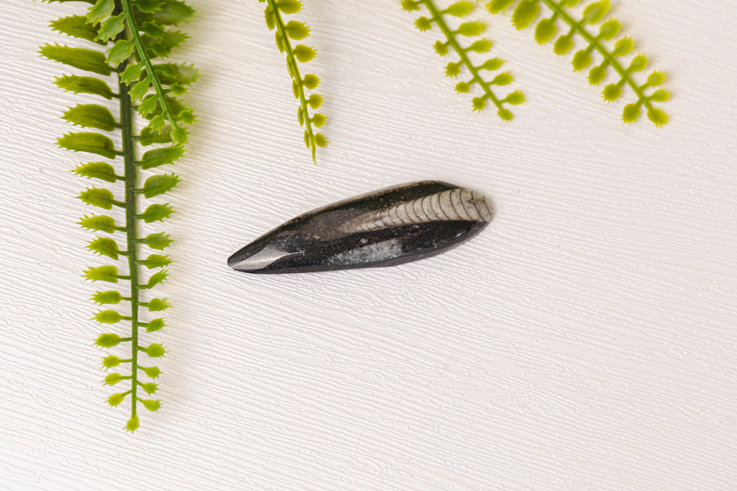 Orthoceras klein