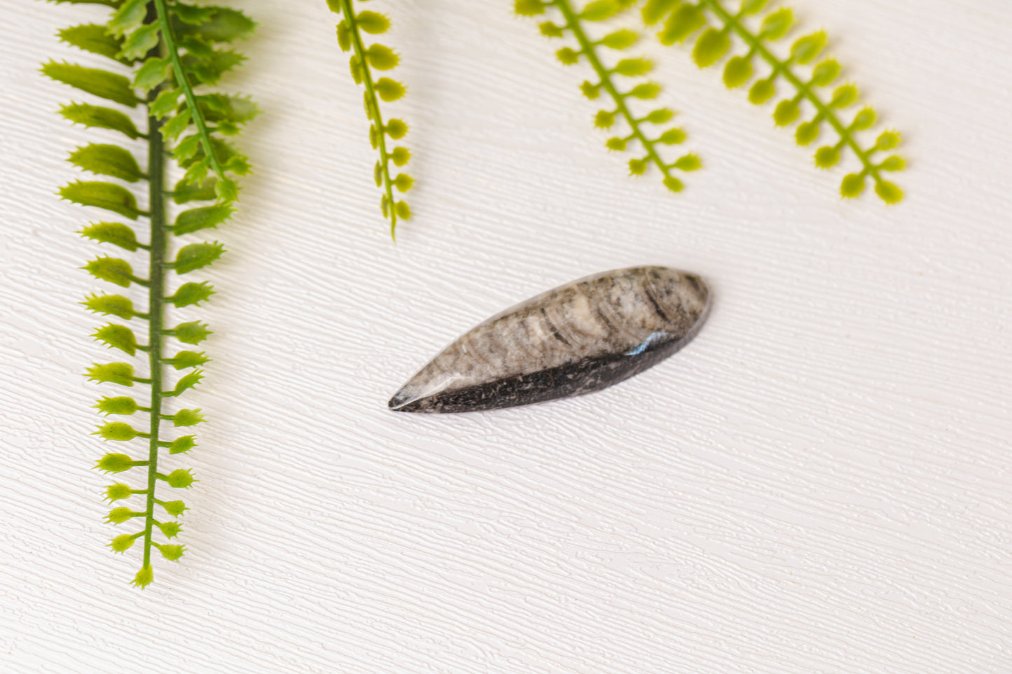 Orthoceras klein