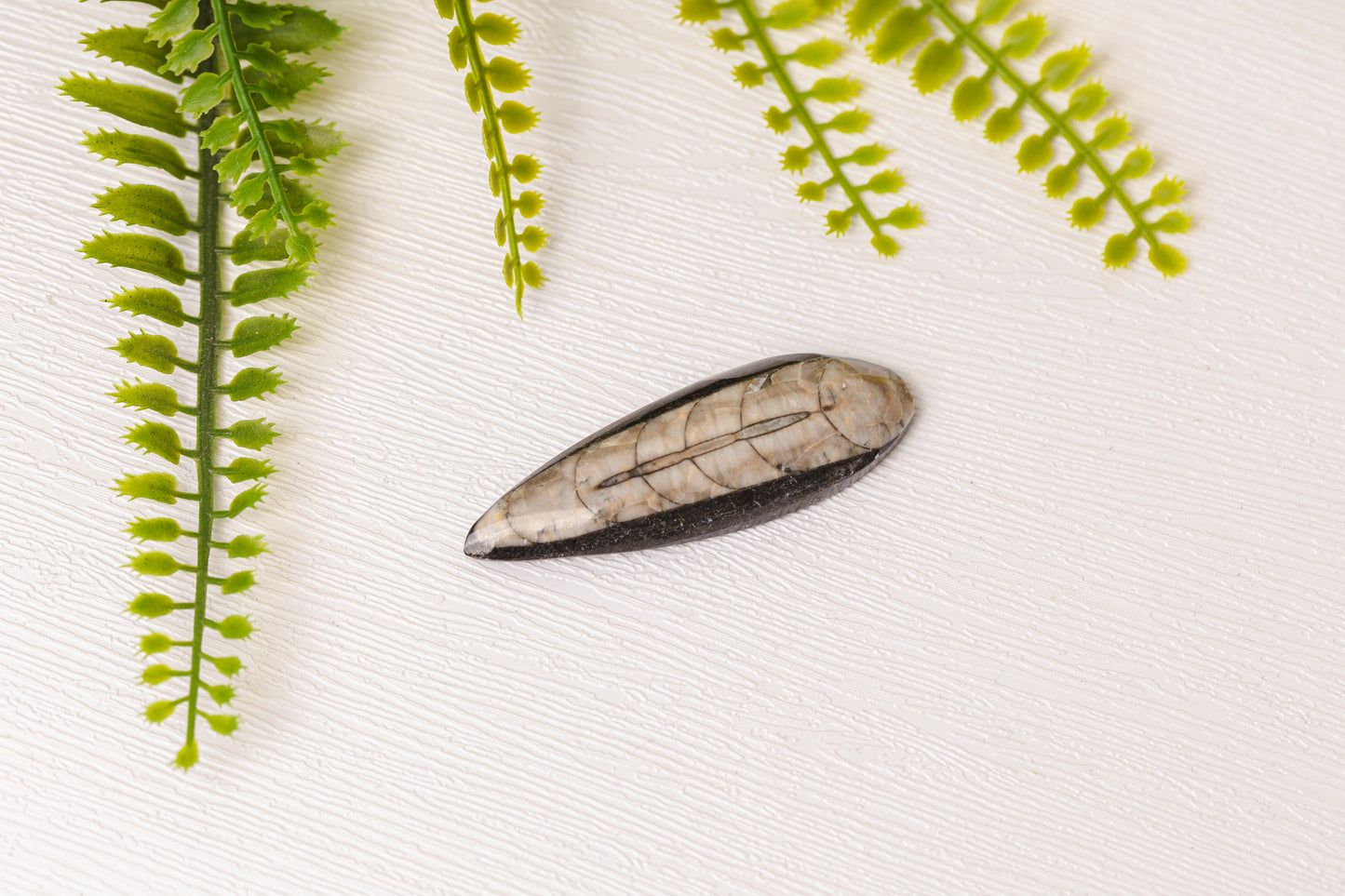 Orthoceras klein