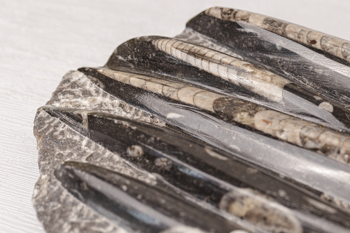 Orthoceras plak