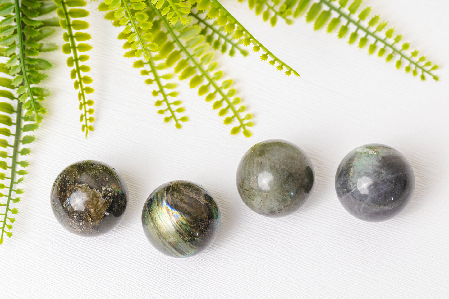 Labradoriet bollen