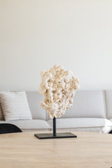 Calciet op standaard