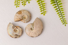 Geopaliseerde ammoniet - klein