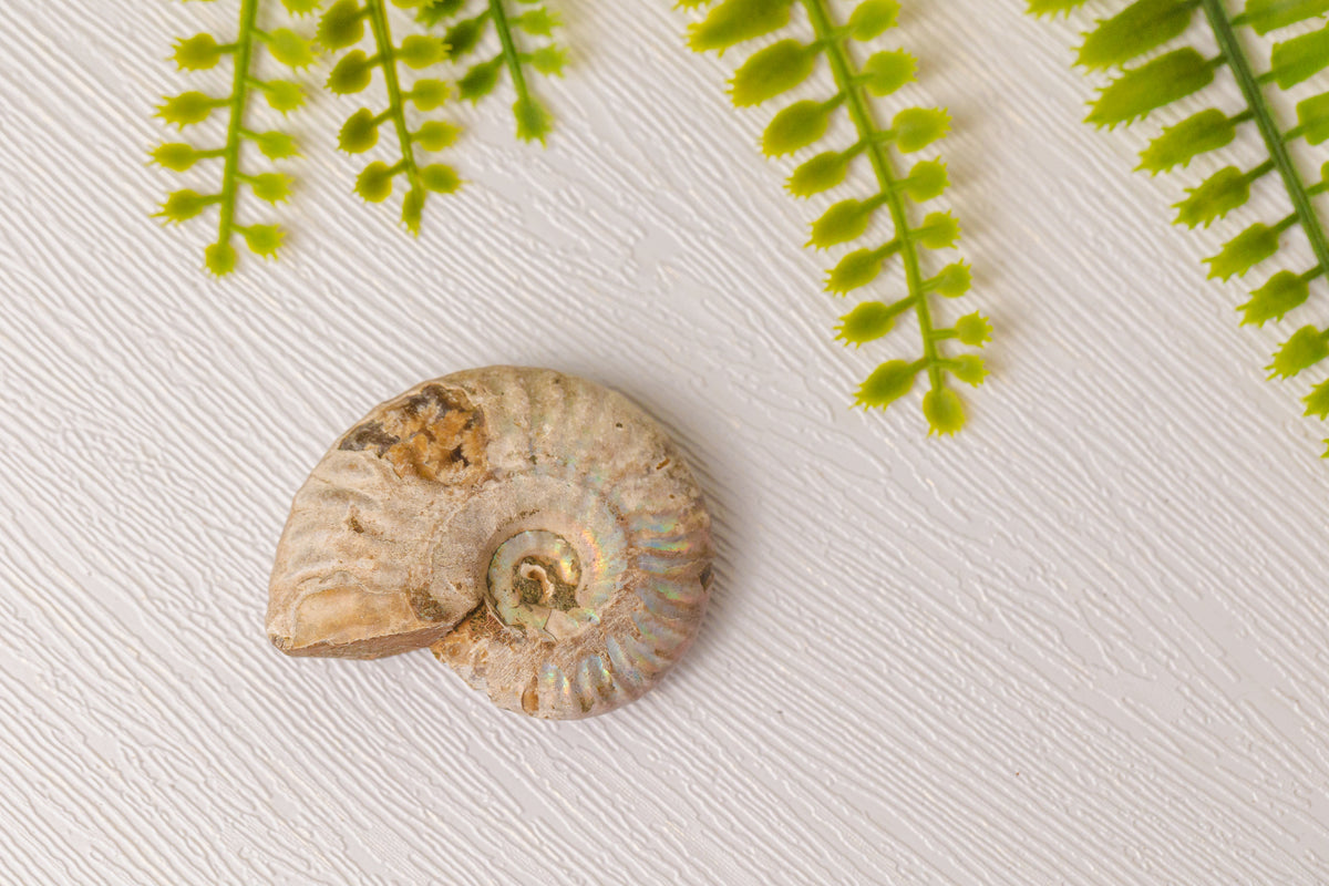 Geopaliseerde ammoniet - klein