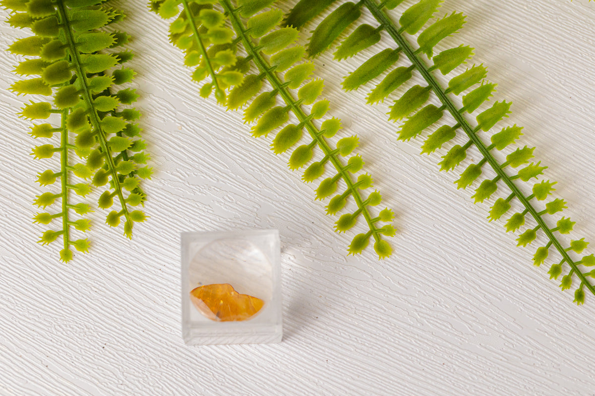 Barnsteen met ingesloten insect in doosje