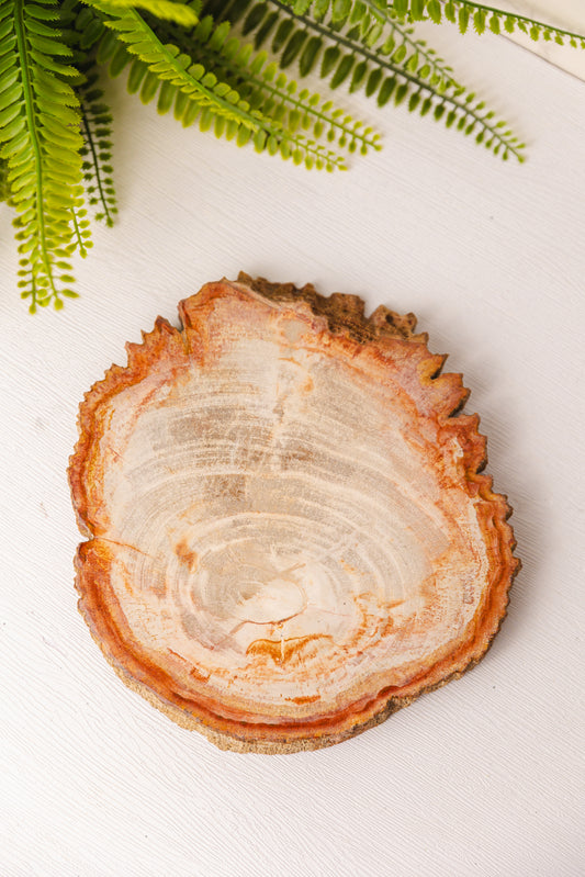 Versteend hout plak