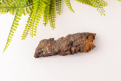 Ruwe coproliet stukken