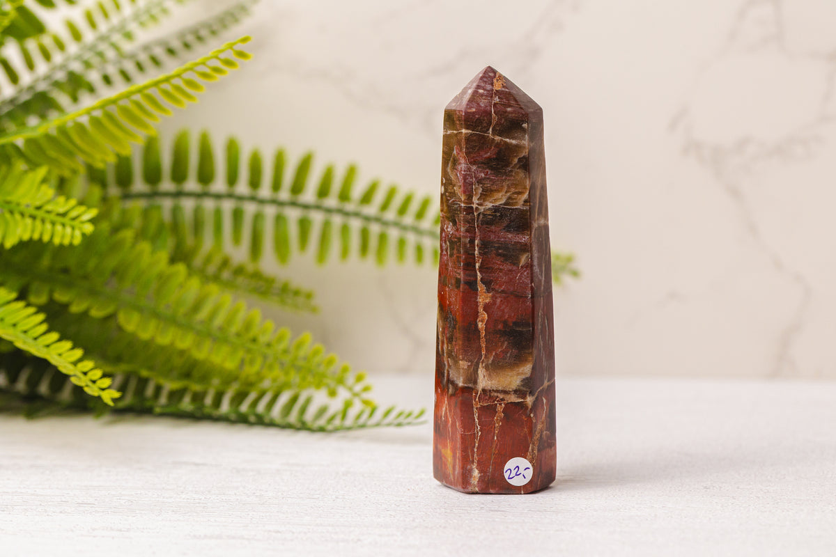 Versteend hout punten uit Madagaskar