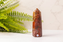 Versteend hout punten uit Madagaskar