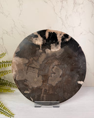 Versteend hout plak