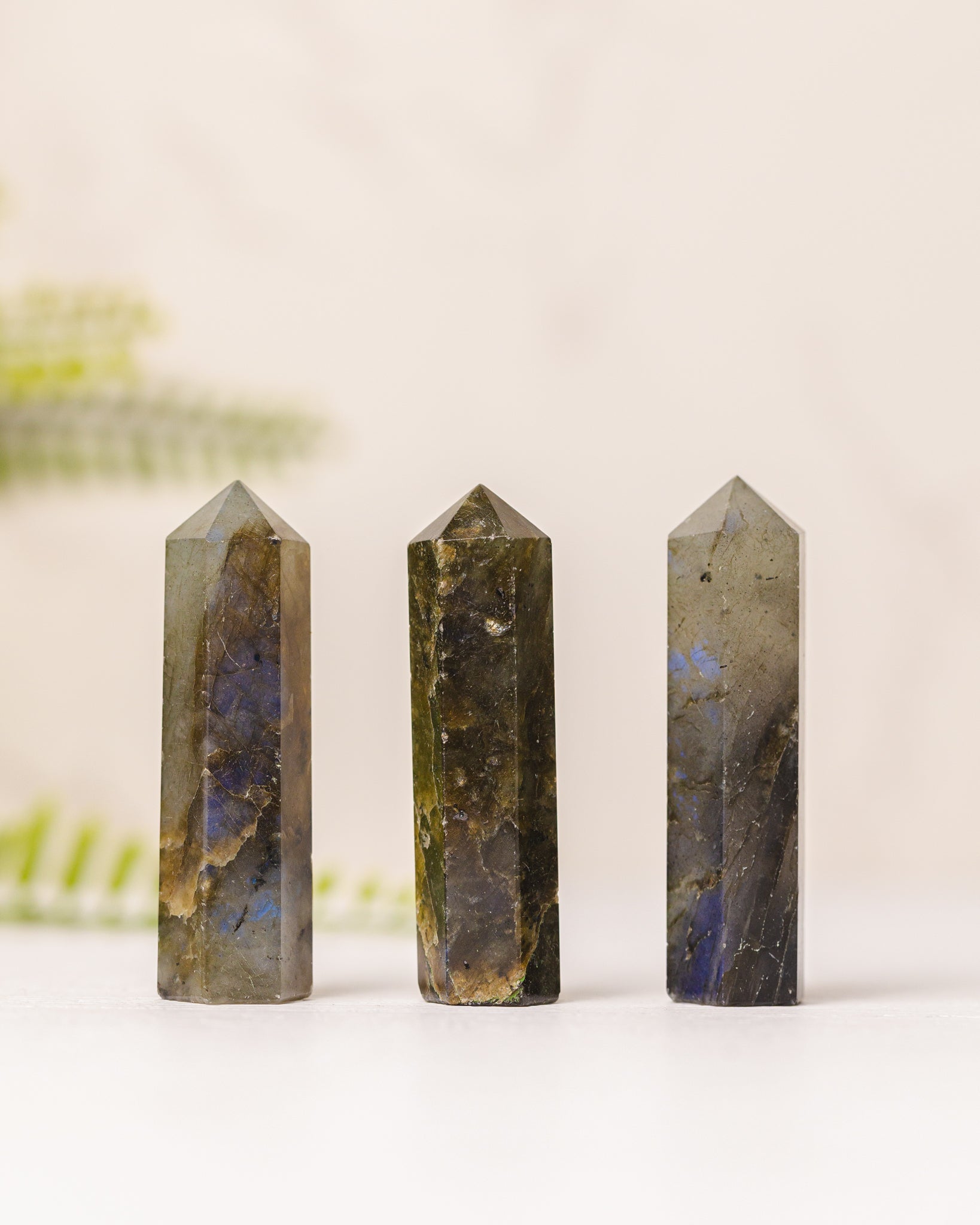 Torentjes - 3e gratis