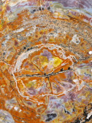 Zeldzame Versteend ohne Aufenthalt in Arizona