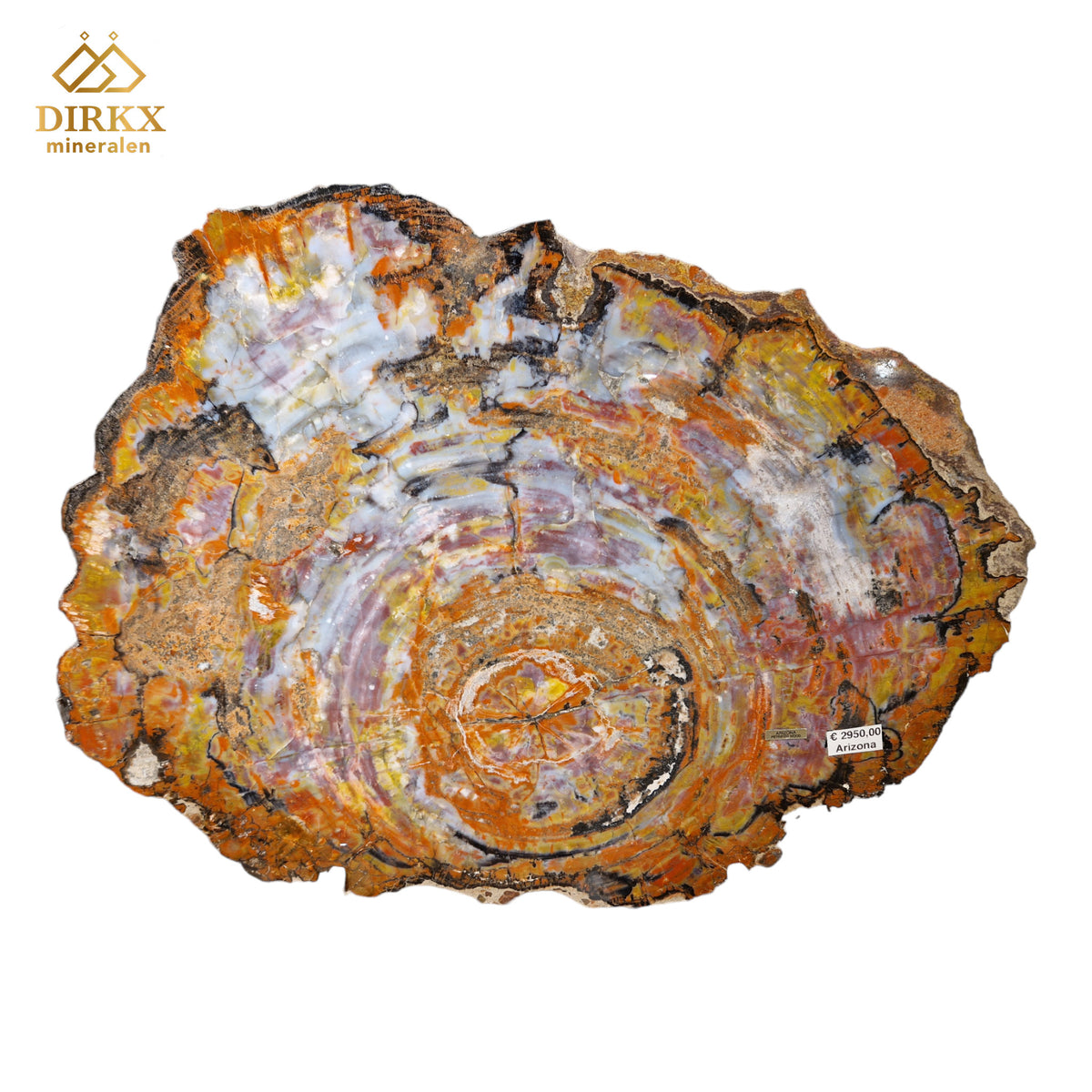 Zeldzame Versteend ohne Aufenthalt in Arizona