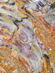 Zeldzame Versteend ohne Aufenthalt in Arizona