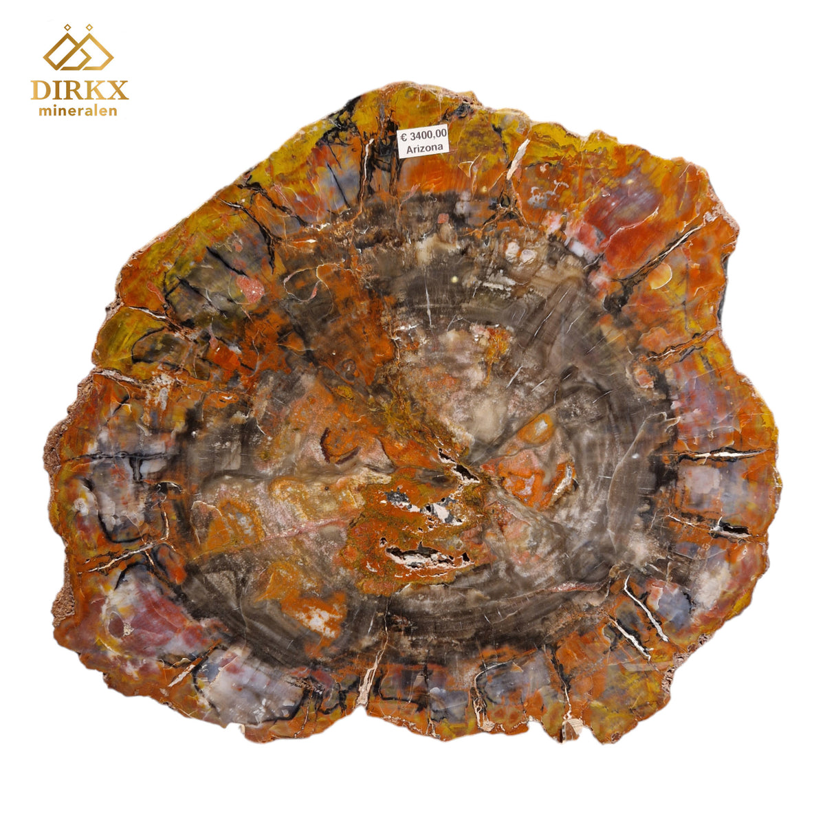 Zeldzame Versteend ohne Aufenthalt in Arizona