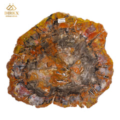 Zeldzame Versteend ohne Aufenthalt in Arizona