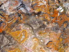 Zeldzame Versteend ohne Aufenthalt in Arizona